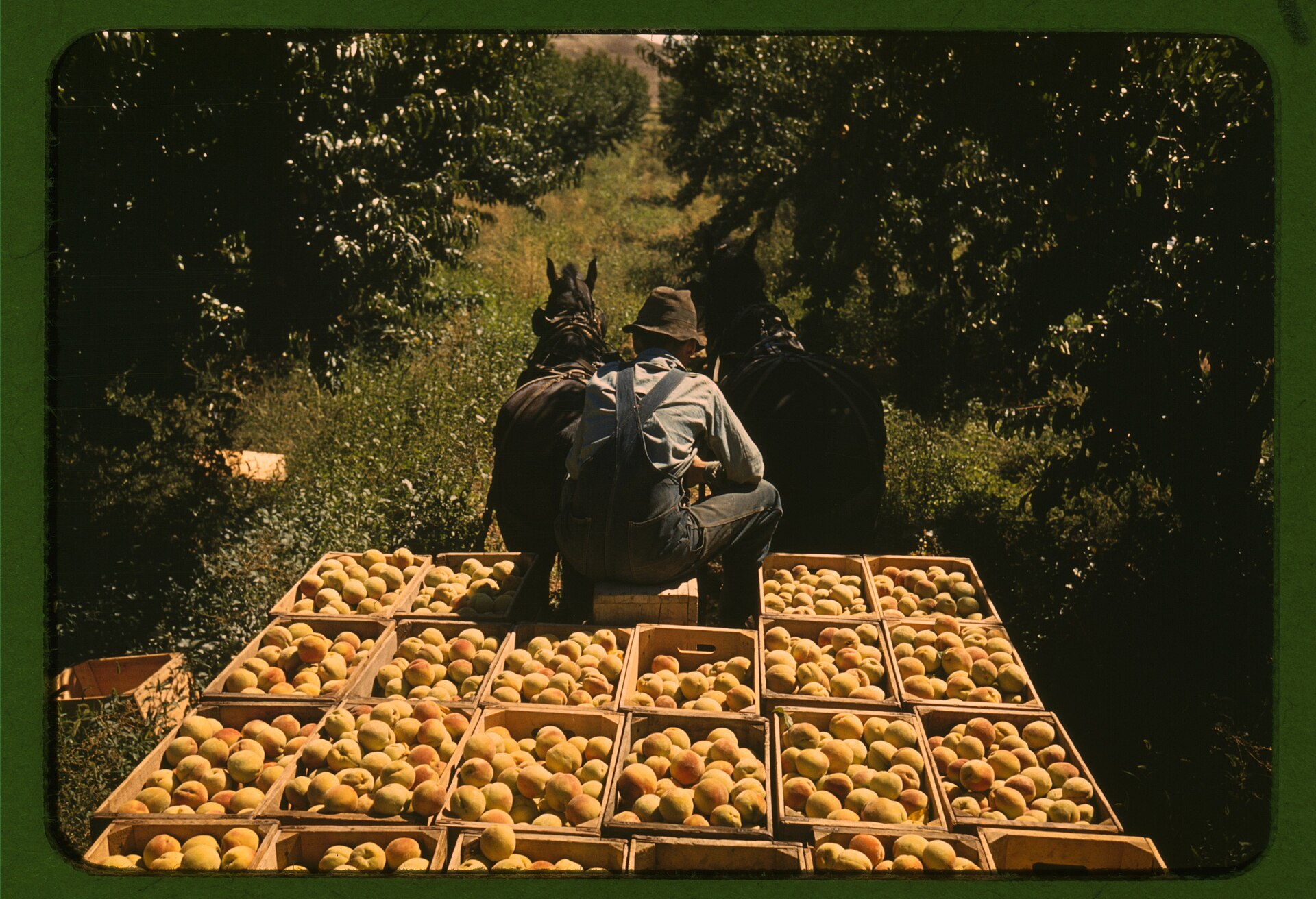 Stonewall Peach JAMboree & Rodeo