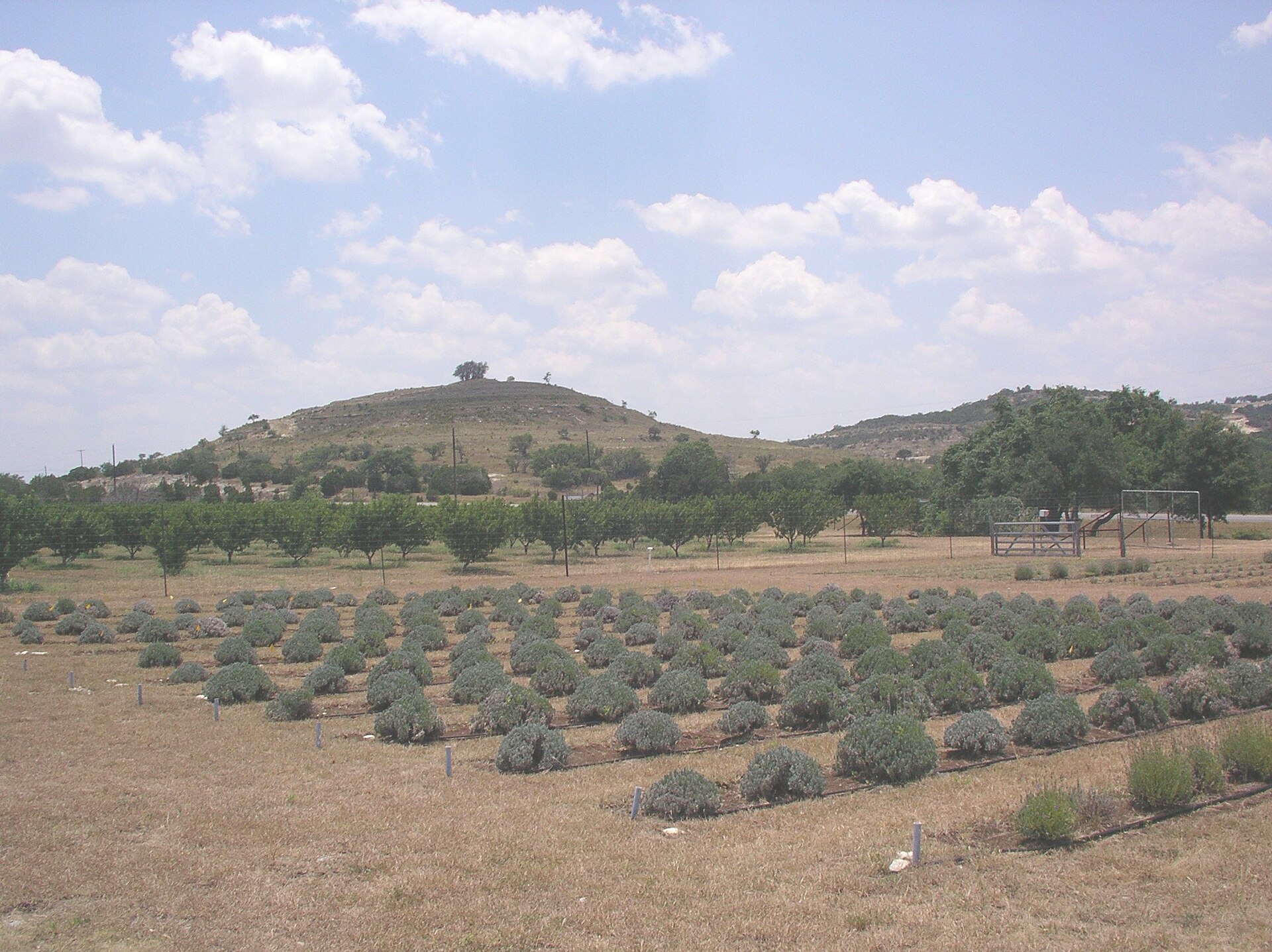 Lavender farm near Blanco