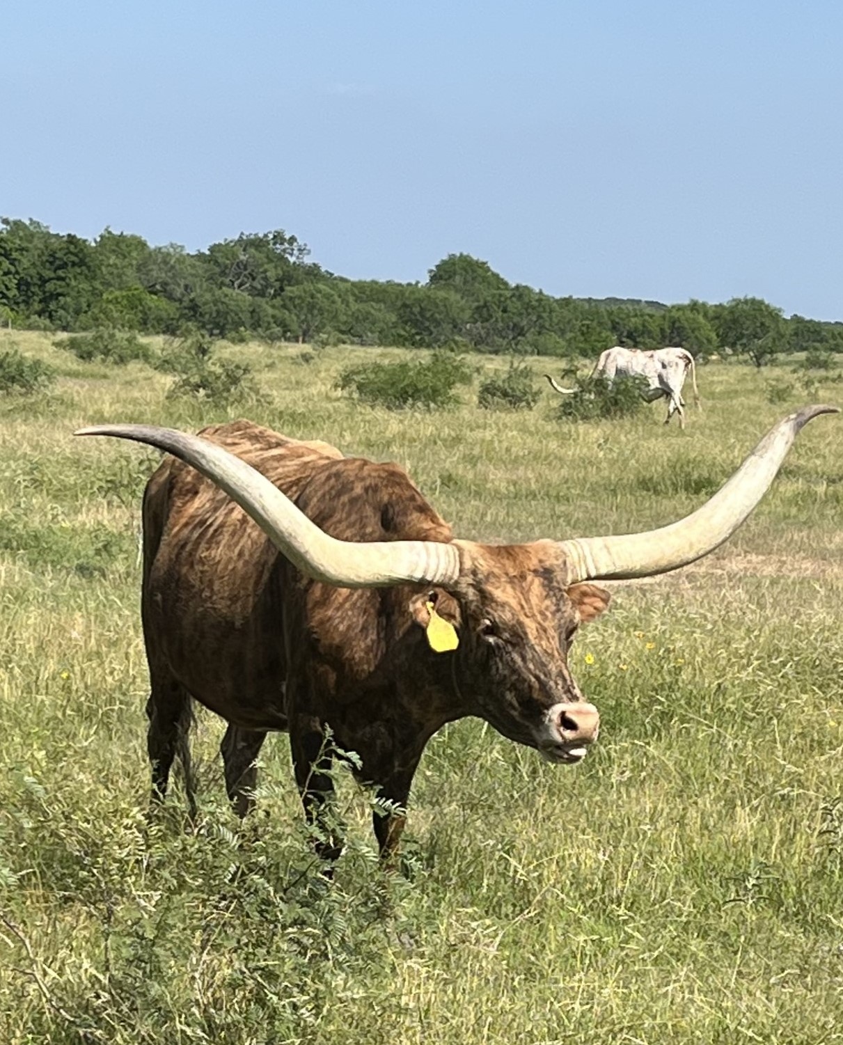 Texas Longhorn