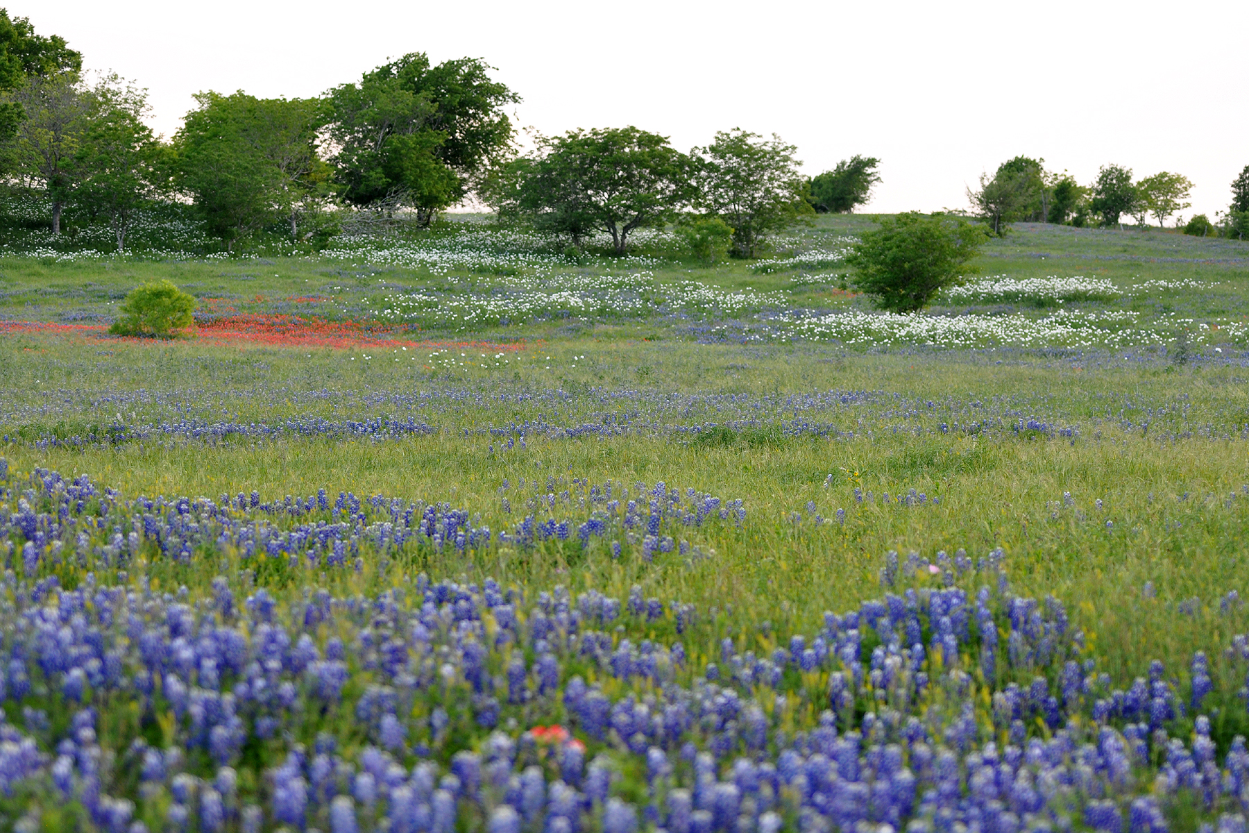 A field of Texas bluebonnets and orange Indian paintbrush rolling toward live oak trees in the Hill Country